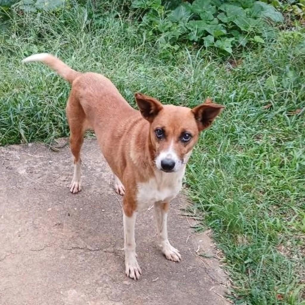 Cachorrinha, cadela de porte pequeno para adoção em Guaranésia - MG