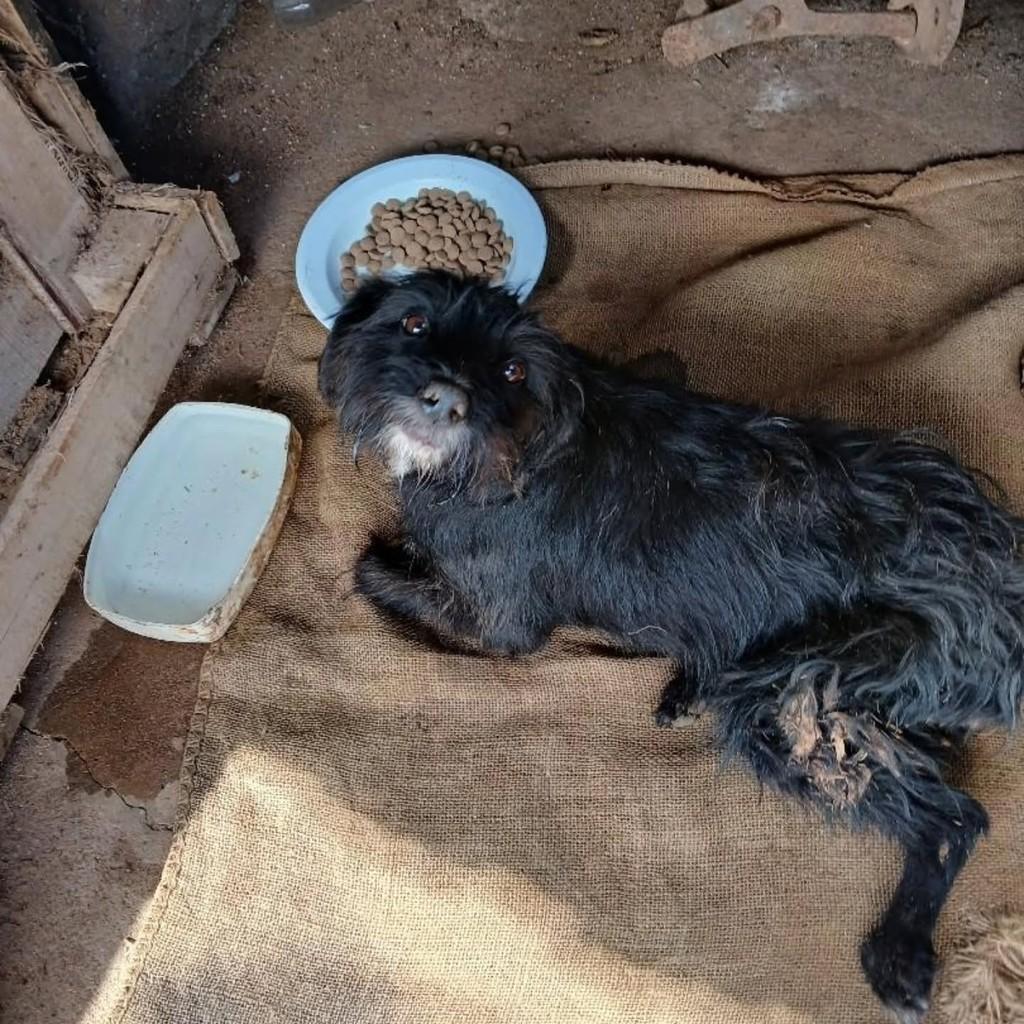 Mocinha, cachorro de porte pequeno para adoção em Guaranésia - MG