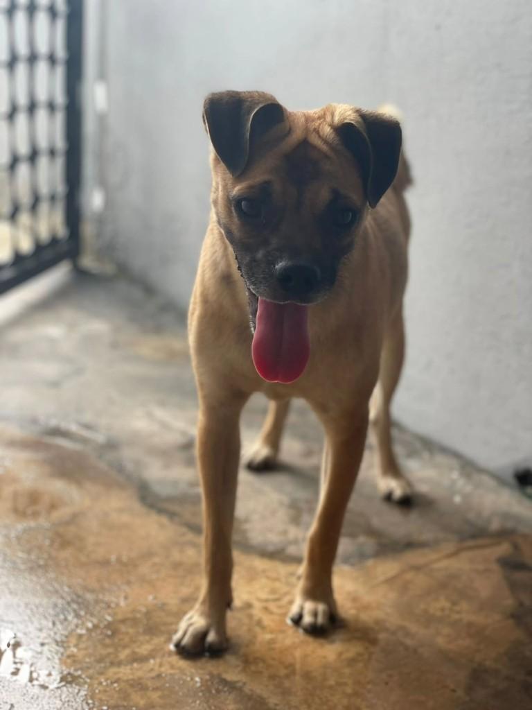 Pug da Shopee, cachorro de porte pequeno para adoção em Guaranésia - MG