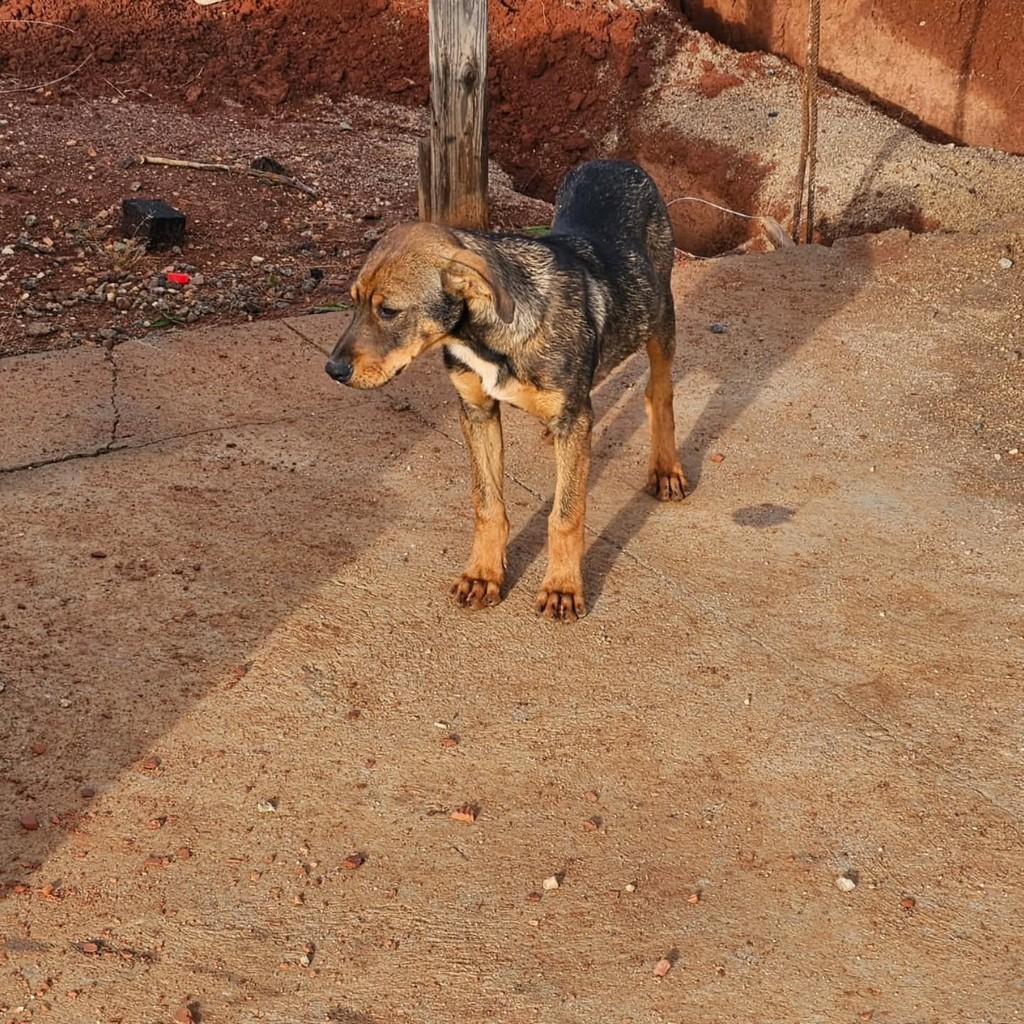 Mocinho, cachorro de porte pequeno para adoção em Guaranésia - MG