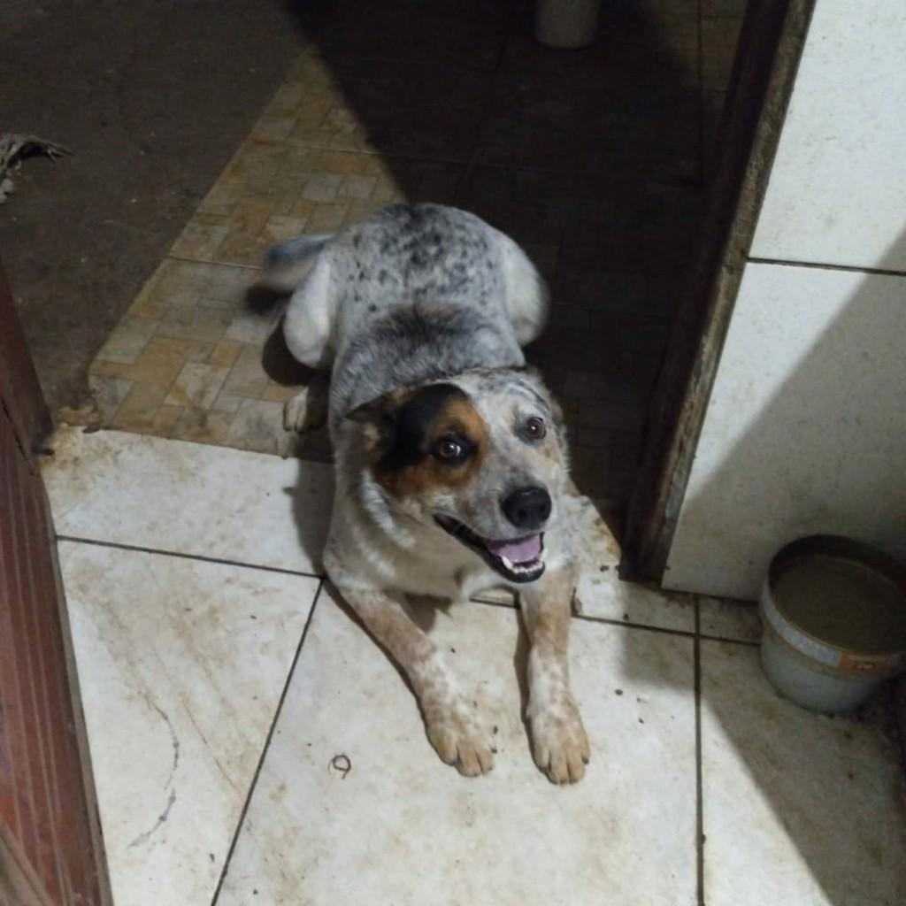 Meninão, cachorro de porte médio para adoção em Guaranésia - MG