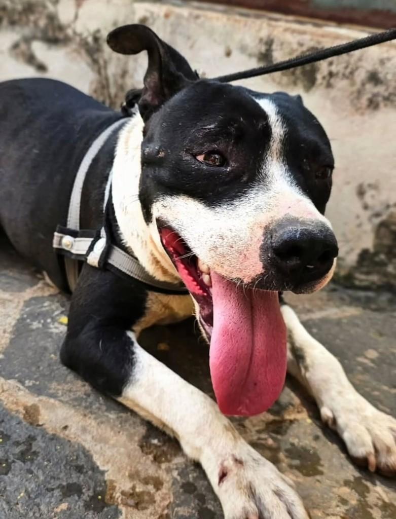 Pitty, cachorro de porte médio para adoção em Guaranésia - MG