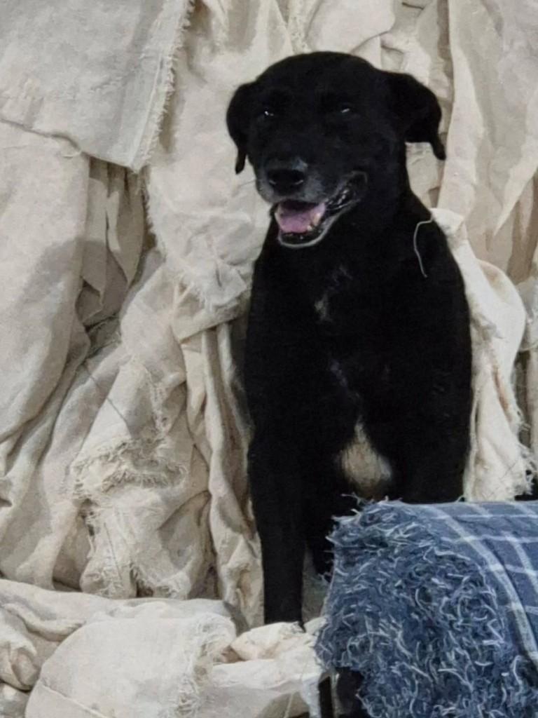 Juliano, cachorro de porte pequeno para adoção em Guaranésia - MG
