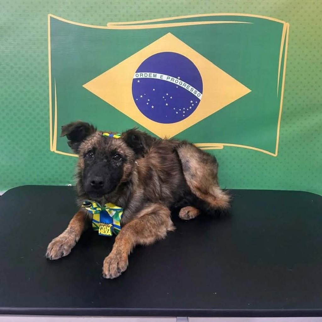 Matilda, cadela de porte médio para adoção em Guaranésia - MG