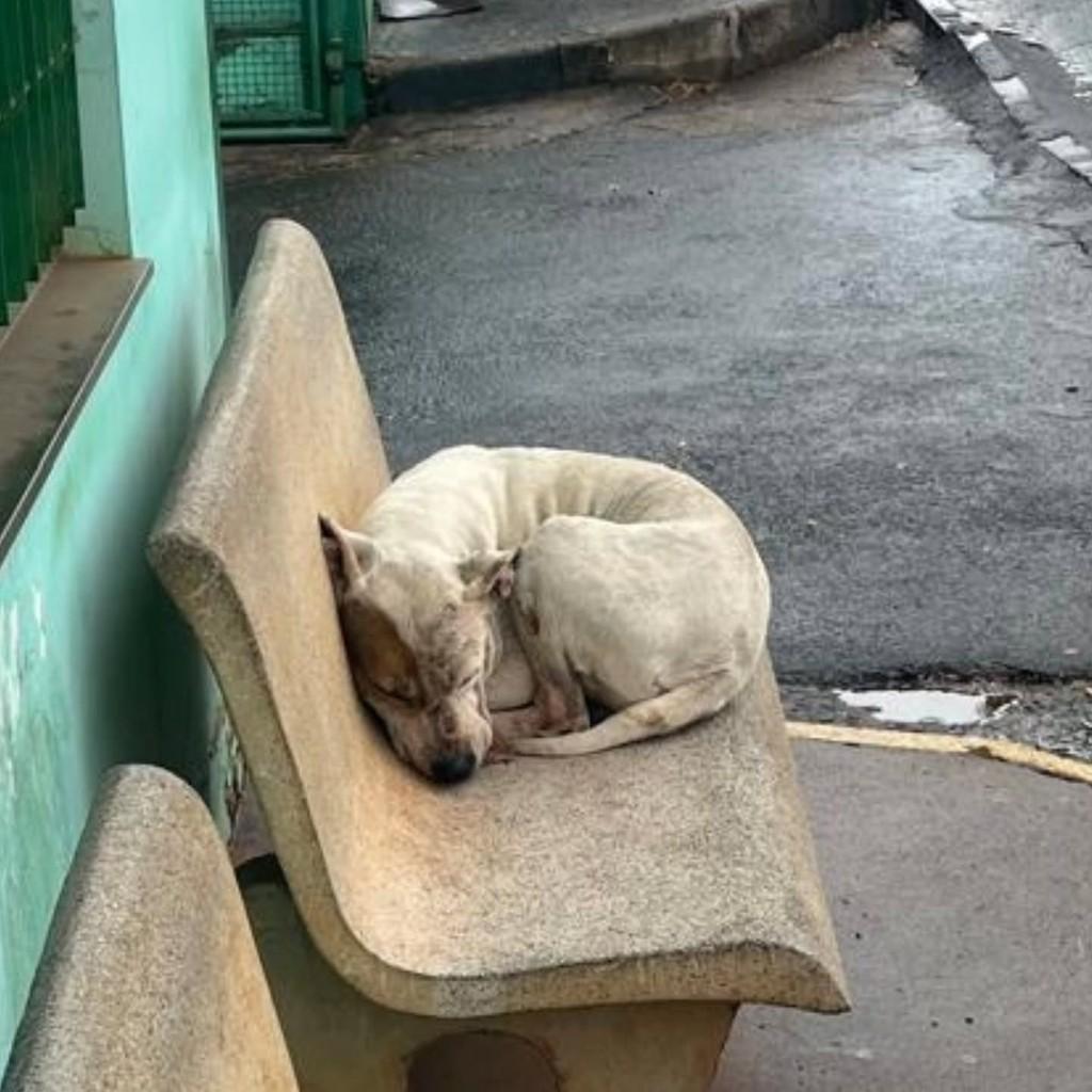 Toretto, cachorro de porte grande para adoção em Guaranésia - MG
