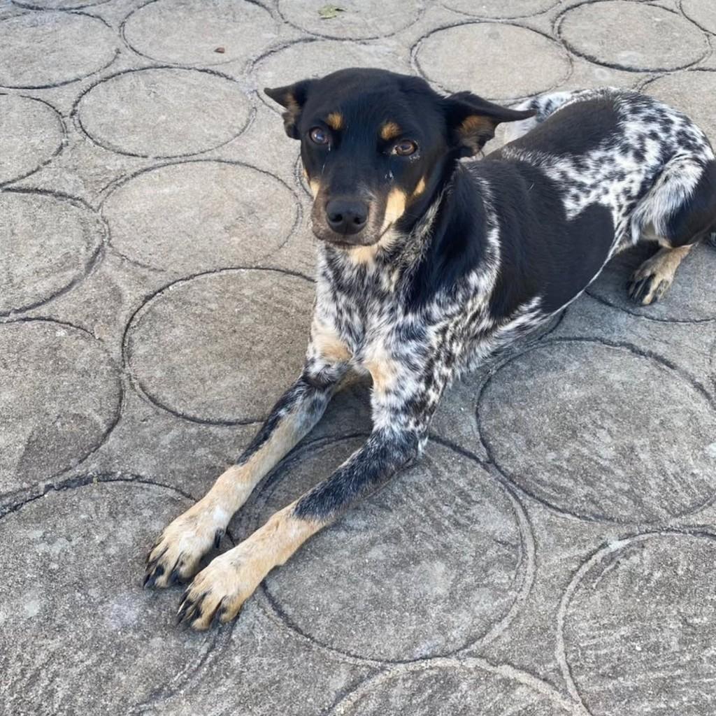 Pandora, cachorro de porte médio para adoção em Guaranésia - MG