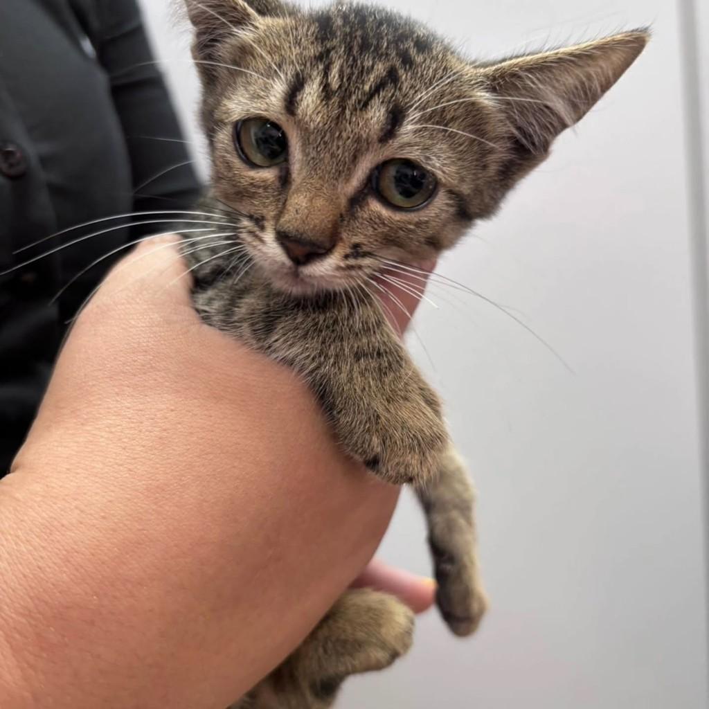 Essa Pobrezinha, gato de porte pequeno para adoção em Guaranésia - MG