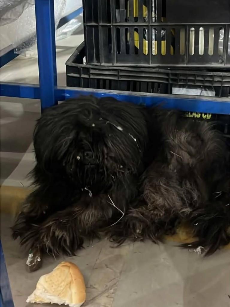 Doguinho, cachorro de porte pequeno para adoção em Guaranésia - MG
