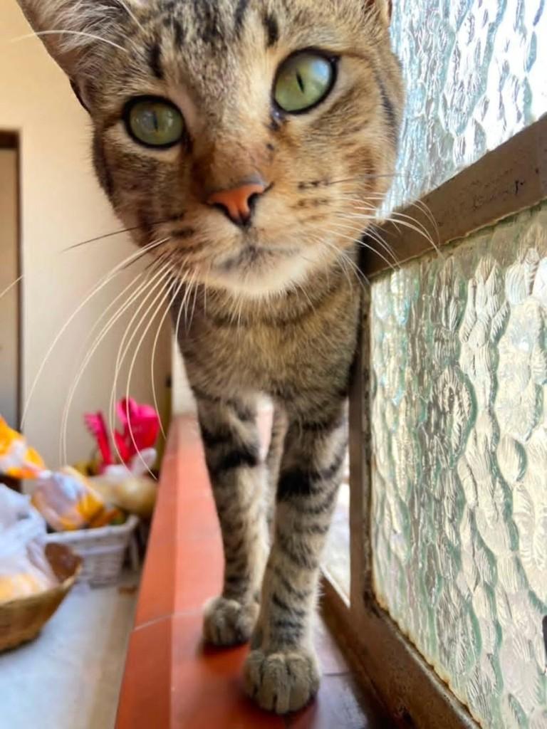 Armani, gato de porte pequeno para adoção em Guaranésia - MG