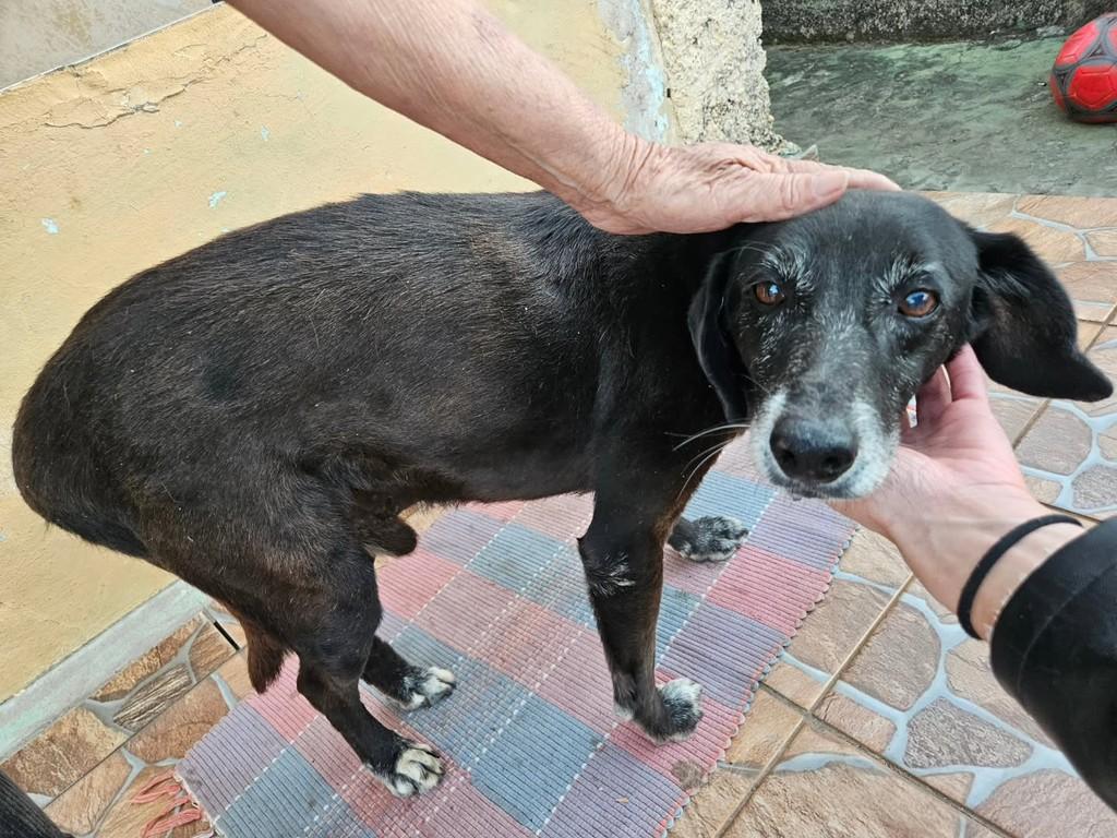 Baru, cachorro de porte médio para adoção em Guaranésia - MG