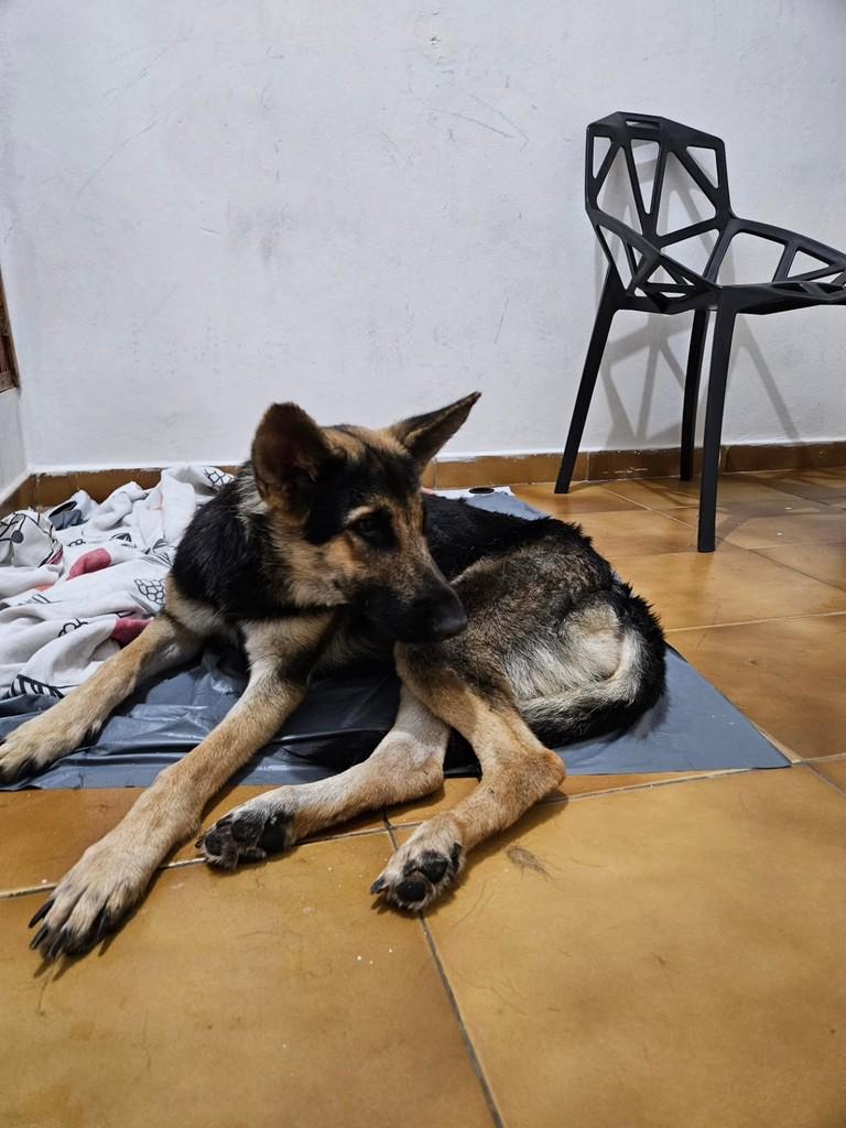 Diana, cachorro de porte médio para adoção em Guaranésia - MG