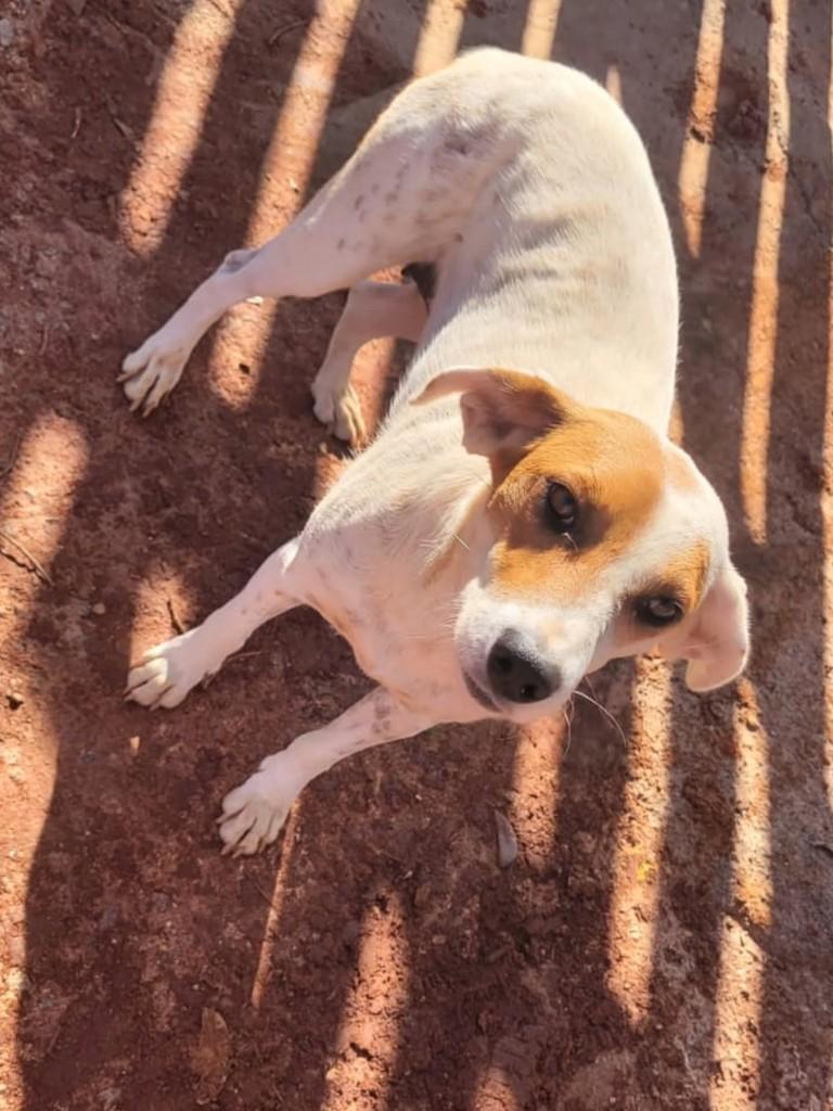 Belinha, cadela de porte médio para adoção em Guaranésia - MG