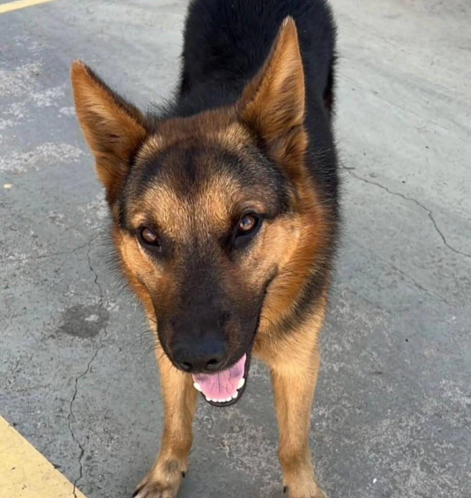 Pastorzinho, cachorro de porte médio para adoção em Guaxupé - MG