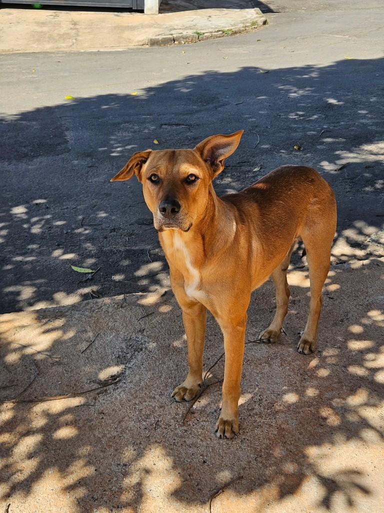 Caramelo, cachorro de porte médio para adoção em Guaranésia - MG