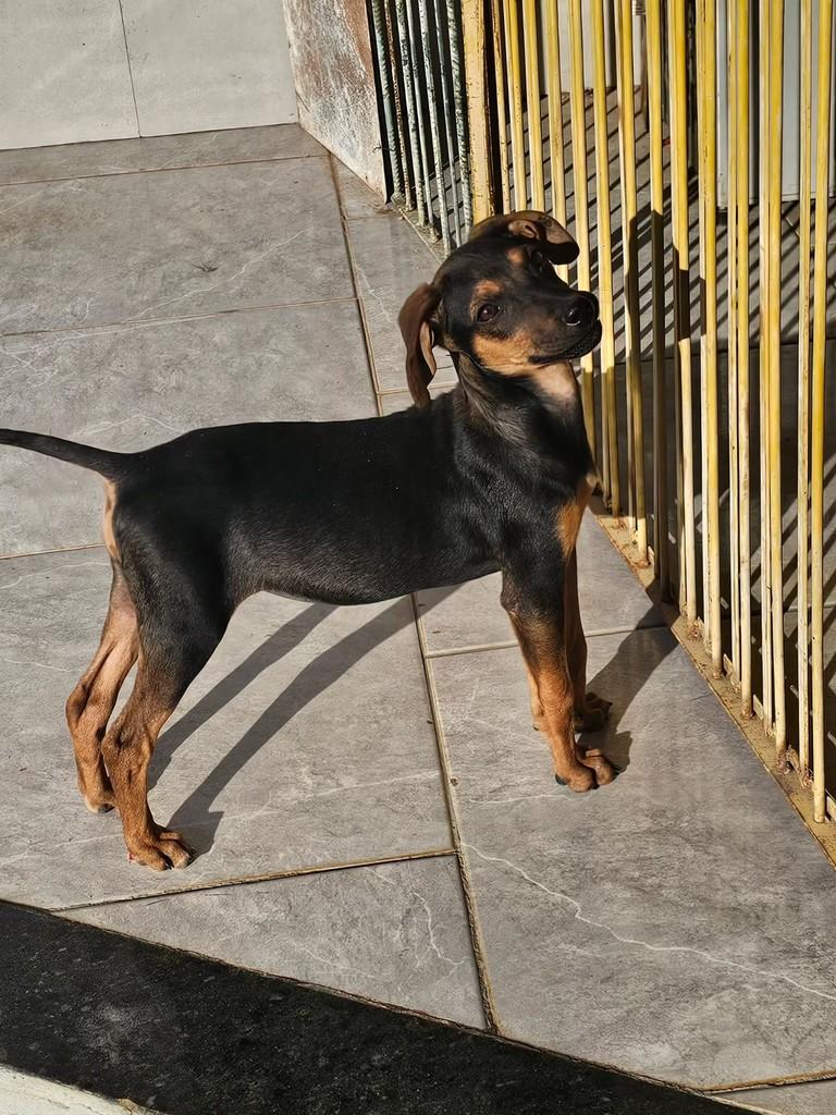 Pipoca, cadela de porte pequeno para adoção em Guaranésia - MG