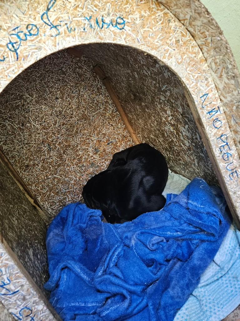 Max, cachorro de porte pequeno para adoção em Guaranésia - MG