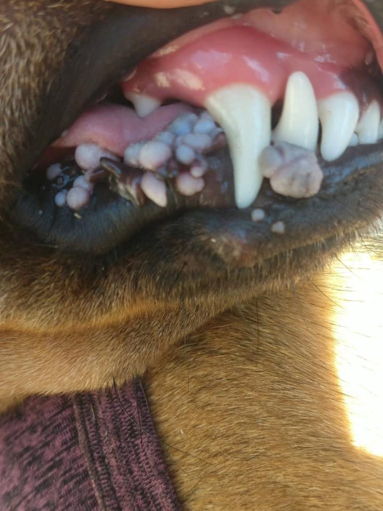 Amélia, cachorro de porte médio para adoção em Guaranésia - MG