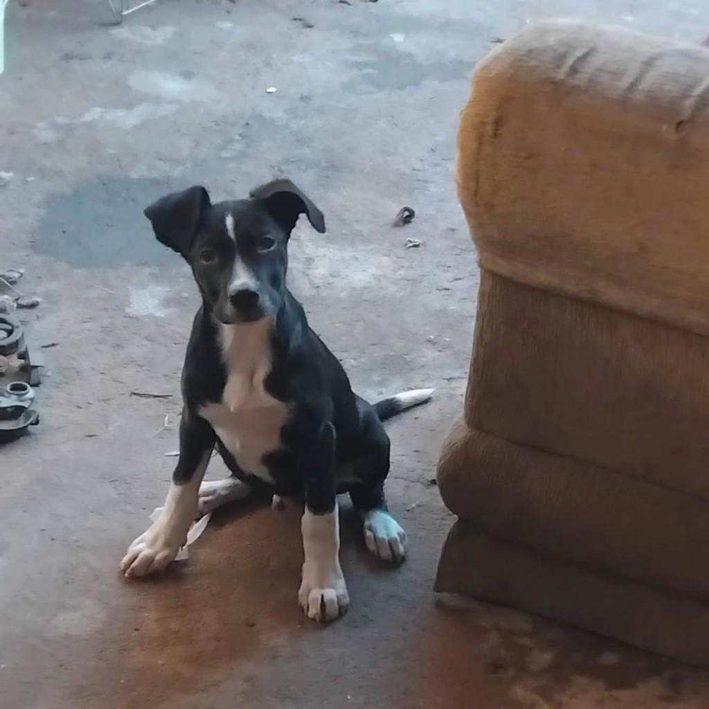 Pittbulzinho, cachorro de porte pequeno para adoção em Guaranésia - MG