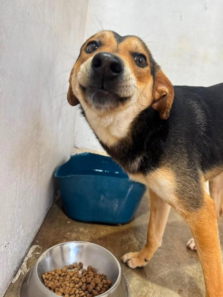Joãozinho, cachorro de porte médio para adoção em Guaranésia - MG