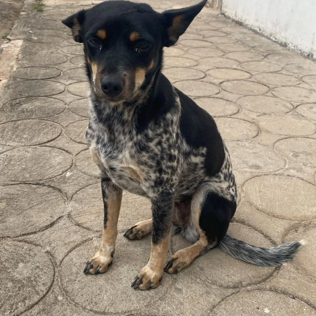 Pandora ou Tchuca, cadela de porte pequeno para adoção em Guaranésia - MG