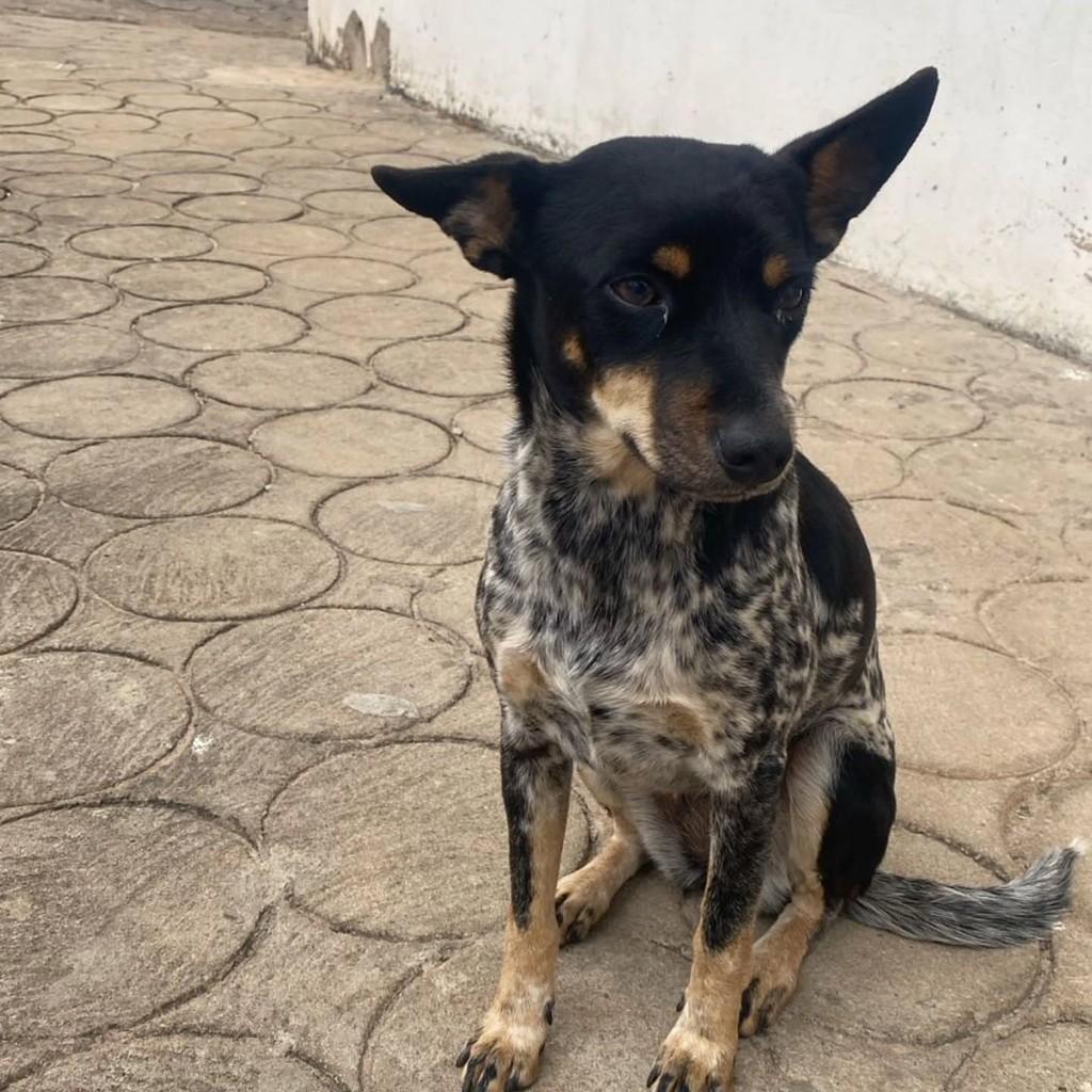 Pandora ou Tchuca, cadela de porte pequeno para adoção em Guaranésia - MG — foto 2 de 6