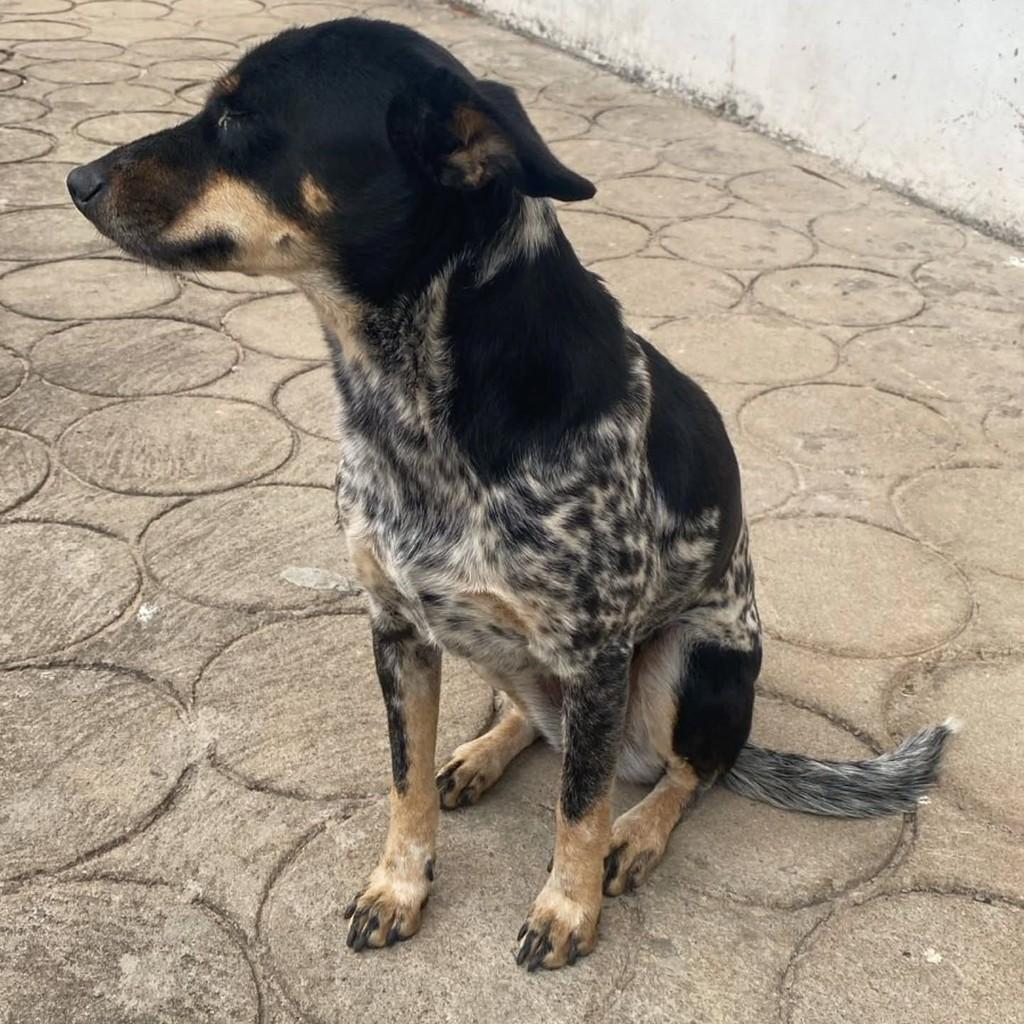 Pandora ou Tchuca, cadela de porte pequeno para adoção em Guaranésia - MG — foto 3 de 6