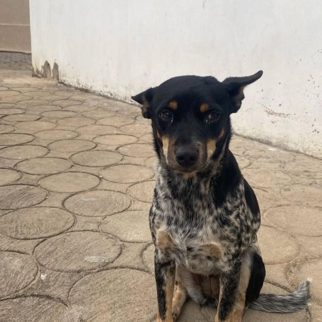 Pandora ou Tchuca, cadela de porte pequeno para adoção em Guaranésia - MG — foto 4 de 6