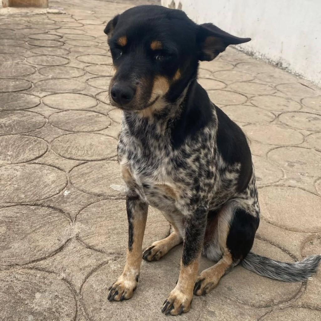 Pandora ou Tchuca, cadela de porte pequeno para adoção em Guaranésia - MG — foto 5 de 6