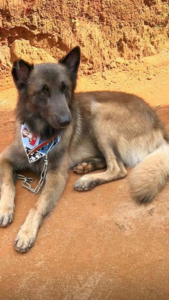 Max, cachorro de porte médio para adoção em Iúna - ES