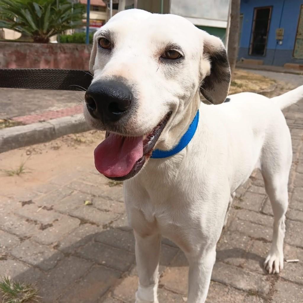 Magrão, cachorro de porte médio para adoção em Iúna - ES