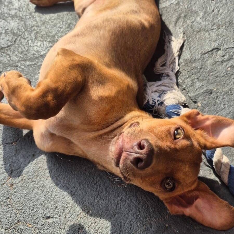 Tobias, cachorro de porte pequeno para adoção em Iúna - ES