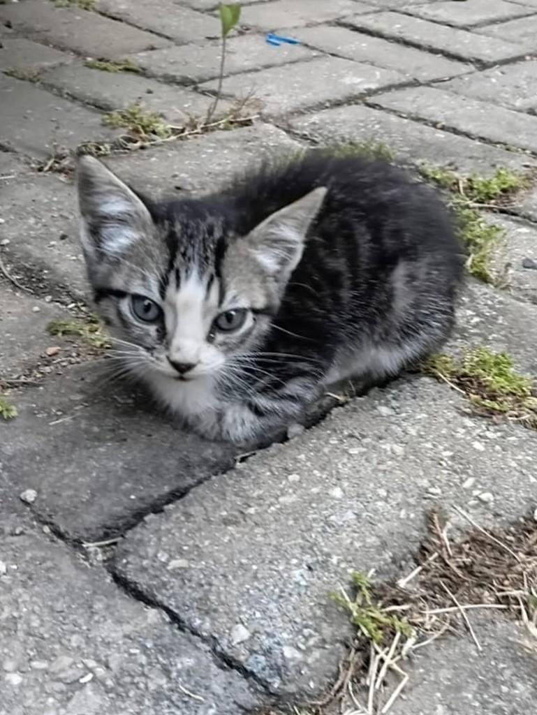 Filhotinha, gato de porte pequeno para adoção em Quilombo - SC