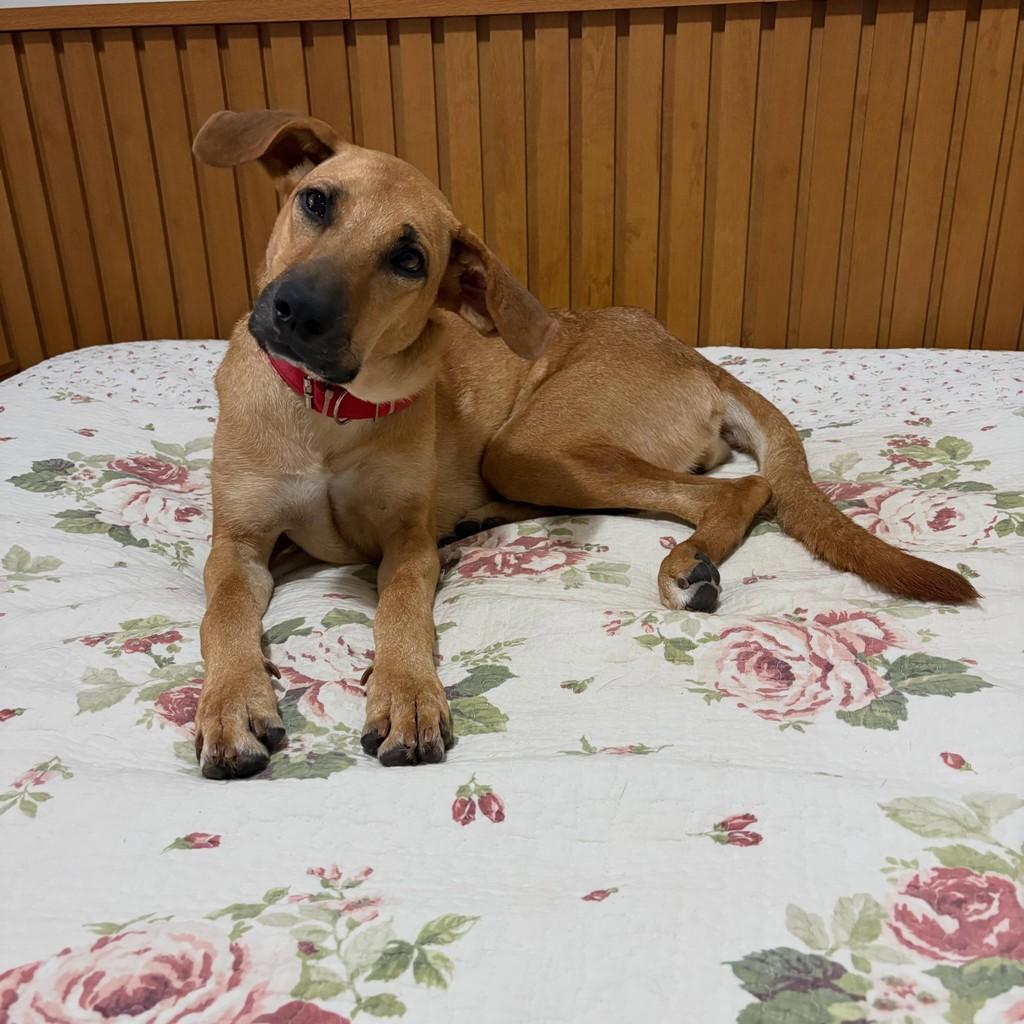 Catarina, cachorro de porte pequeno para adoção em Iúna - ES