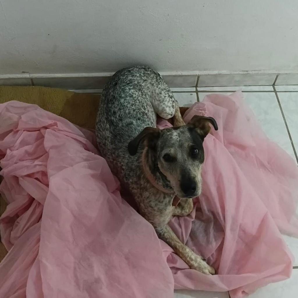 Floquinha, cadela de porte médio para adoção em Iúna - ES