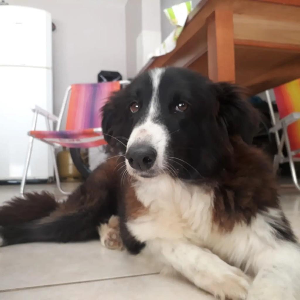 Maya, cachorro de porte médio para adoção em Forquilhinha - SC