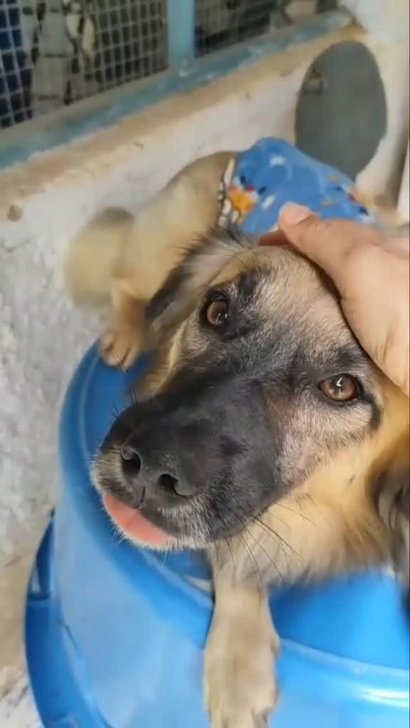 Peludinho, cachorro de porte médio para adoção em Vitória da Conquista - BA