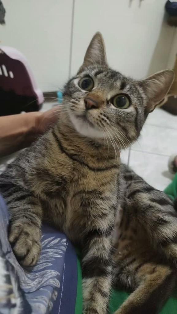 Cissa, gata de porte médio para adoção em Vitória da Conquista - BA