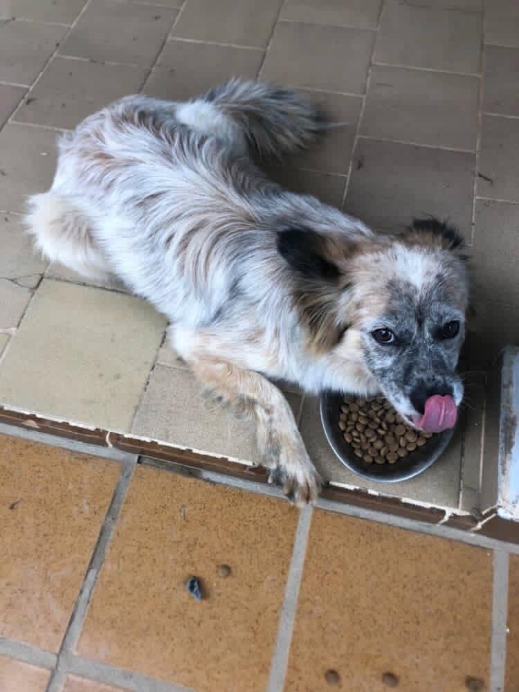 Cachorrinha, cadela de porte médio para adoção em Nova Trento - SC