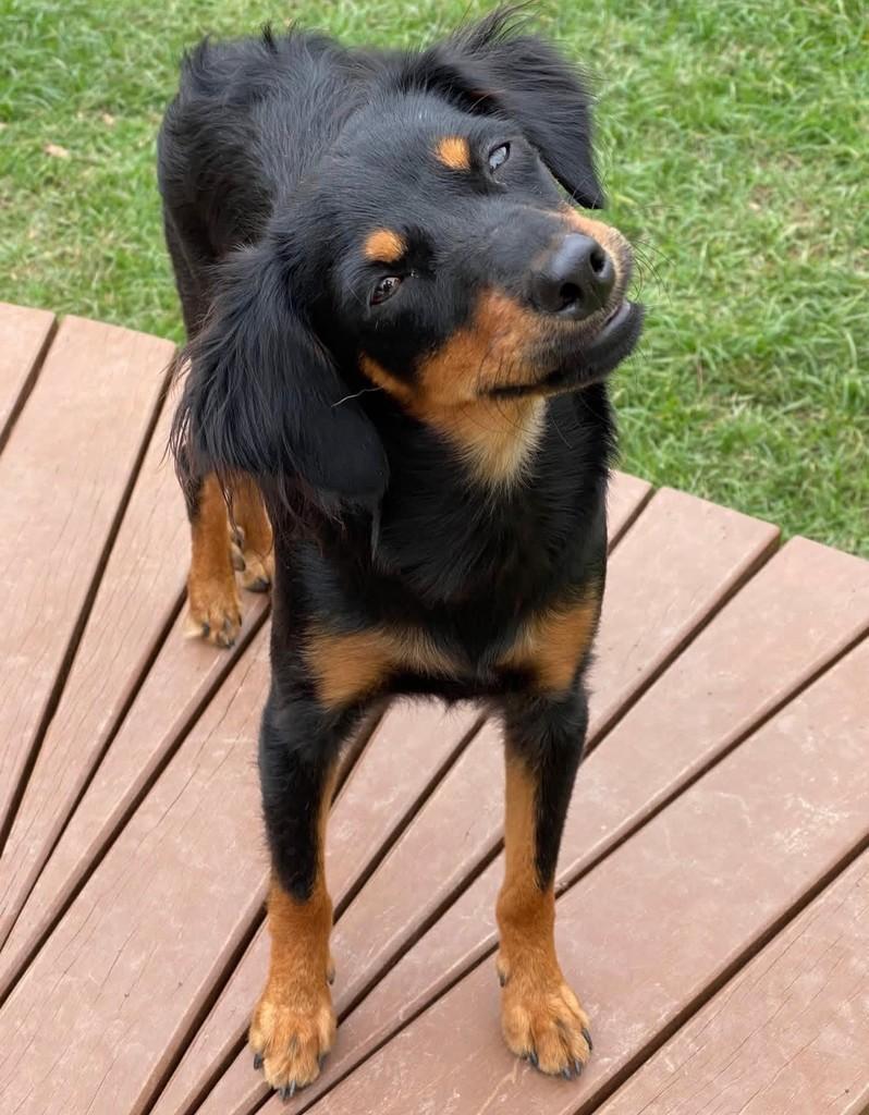 Gina, cachorro de porte pequeno para adoção em Salto - SP