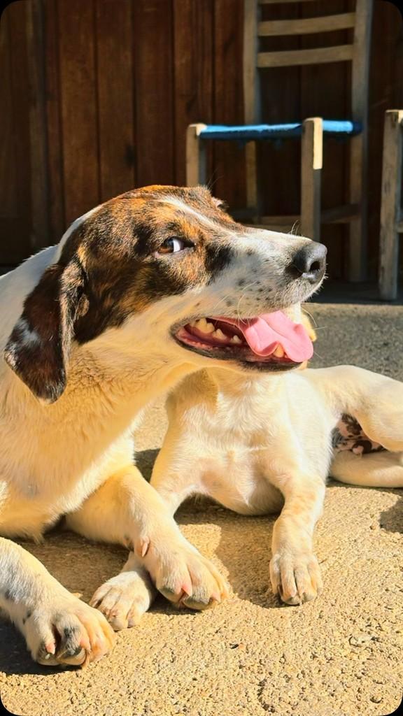 Baixinho, cachorro de porte pequeno para adoção em Nova Trento - SC