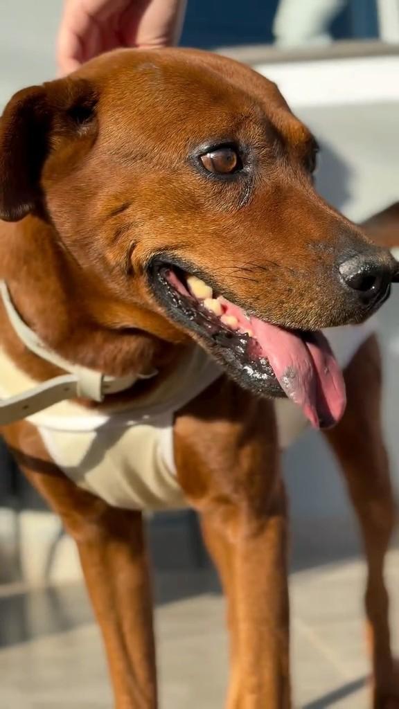 Bruce, cachorro de porte médio para adoção em Nova Trento - SC