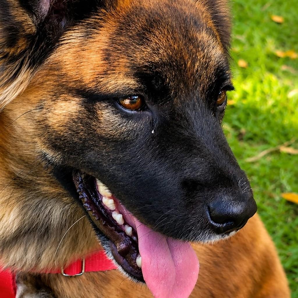 Mocinha, cachorro de porte pequeno para adoção em Nova Trento - SC