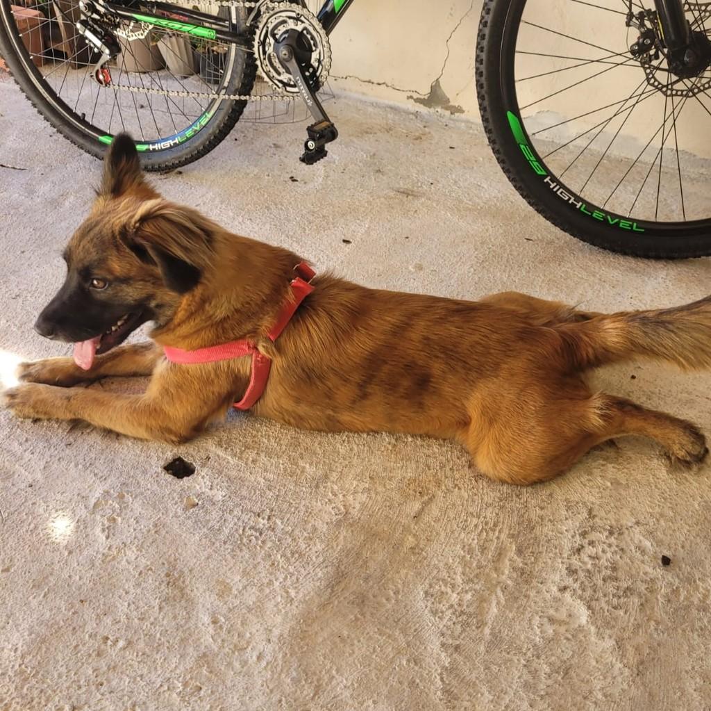 Mocinha, cachorro de porte pequeno para adoção em Nova Trento - SC — foto 3 de 3