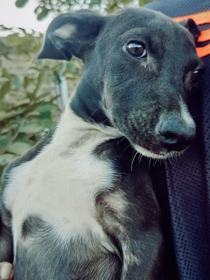 Lindão, cachorro de porte médio para adoção em Boquim - SE