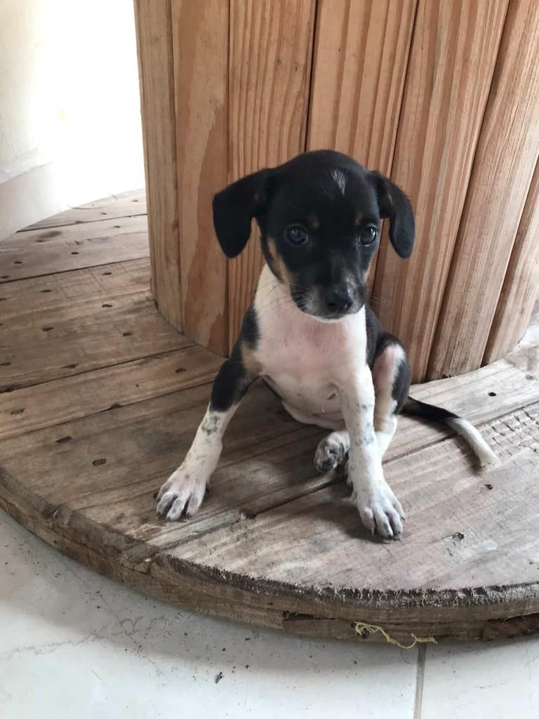 Cachorrinha, cadela de porte pequeno para adoção em Boquim - SE