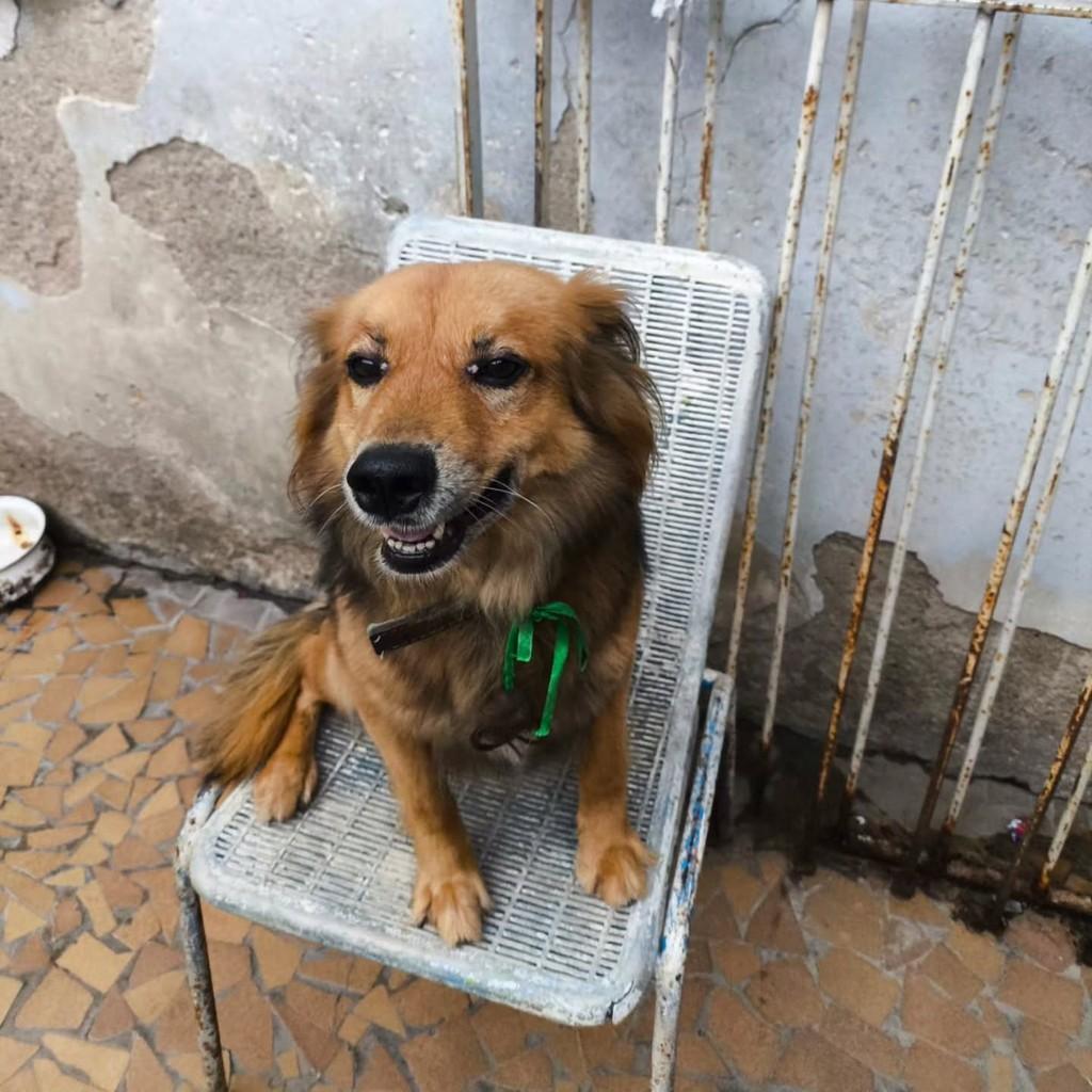 Rabito, cachorro de porte médio para adoção em São Paulo - SP
