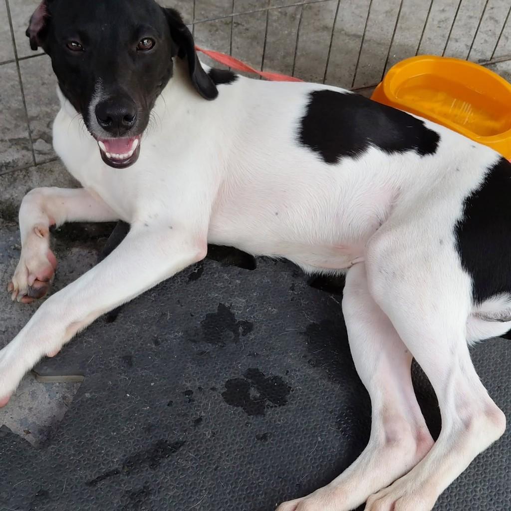 Zaion, cachorro para adoção em São Paulo - SP