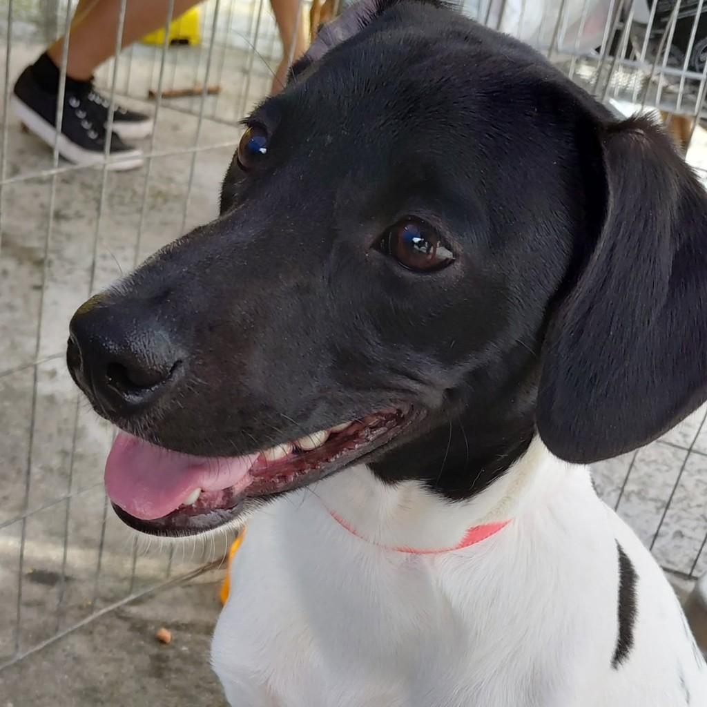 Zaion, cachorro para adoção em São Paulo - SP — foto 2 de 4