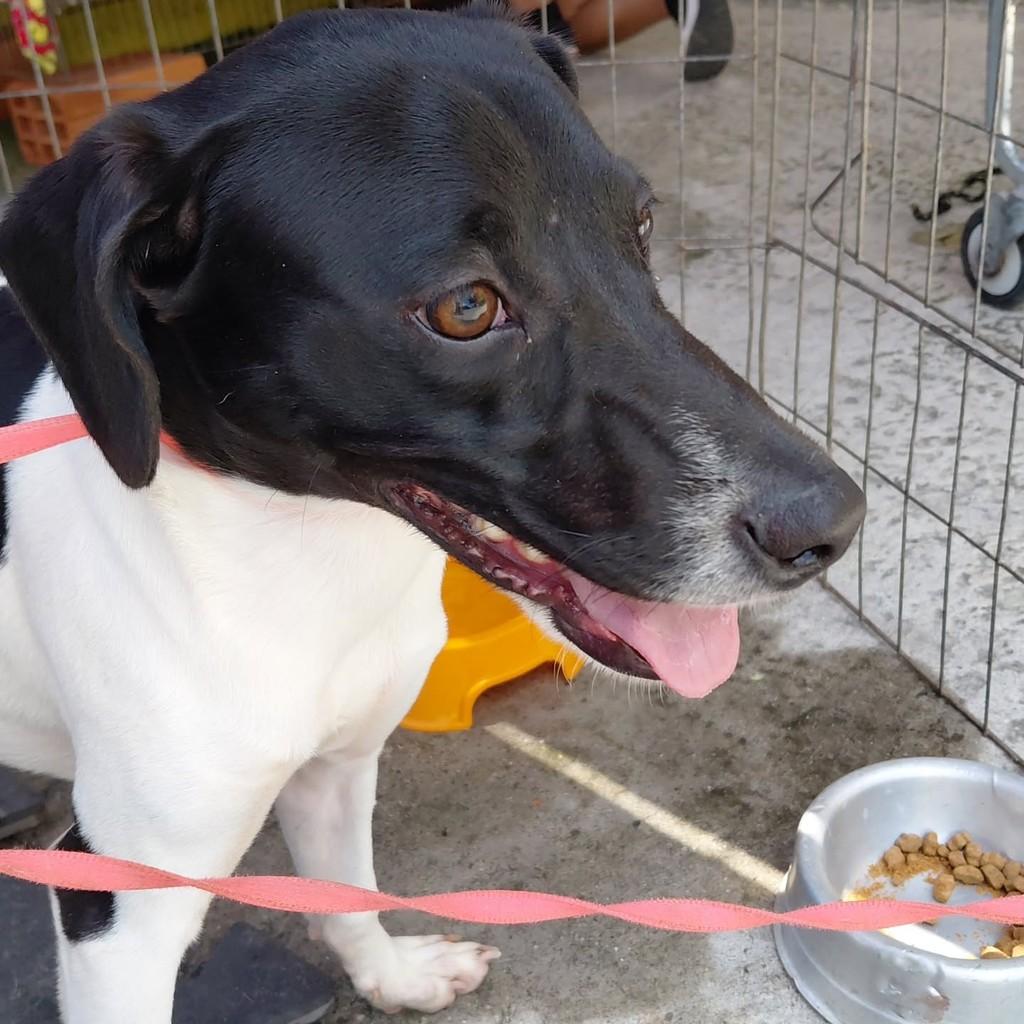 Zaion, cachorro para adoção em São Paulo - SP — foto 3 de 4