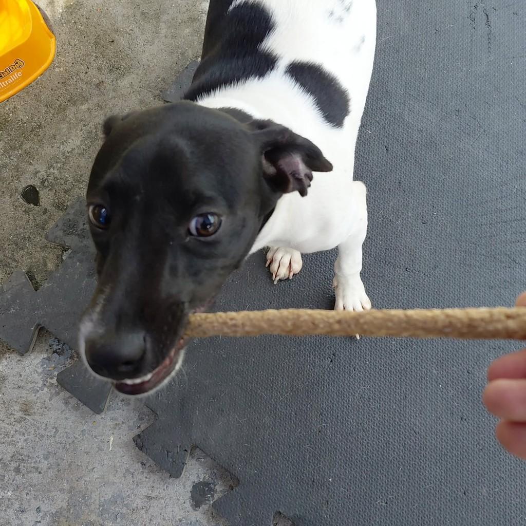 Zaion, cachorro para adoção em São Paulo - SP — foto 4 de 4